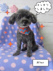 おすまし可愛いグレートイプードル