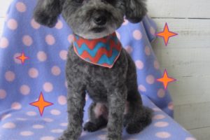 おすまし可愛いグレートイプードル