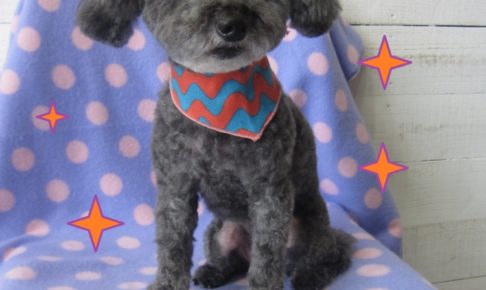 おすまし可愛いグレートイプードル