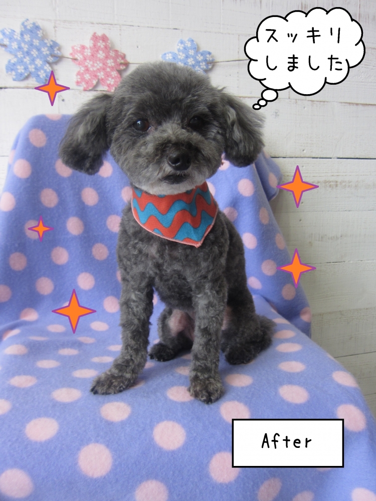 おすまし可愛いグレートイプードル