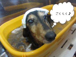 スパ中ミニチュアダックス