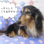 くつろぎミニチュアダックス