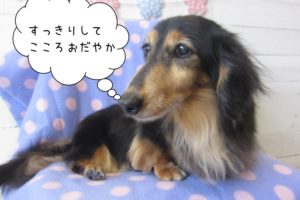 くつろぎミニチュアダックス