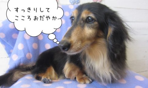 くつろぎミニチュアダックス