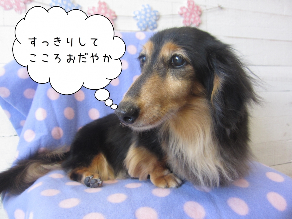 くつろぎミニチュアダックス