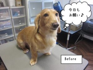 カット前ミニチュアダックス