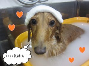 スパ中ミニチュアダックス