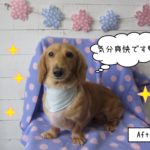 おすましミニチュアダックス