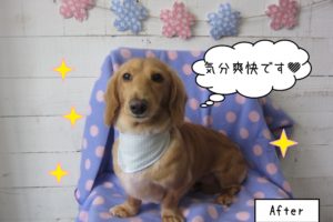 おすましミニチュアダックス