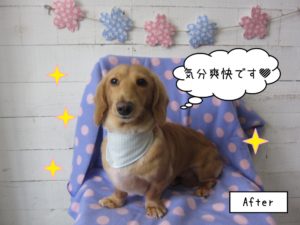 おすましミニチュアダックス