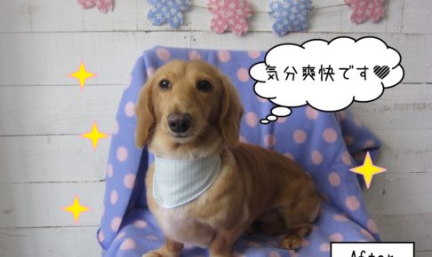 おすましミニチュアダックス