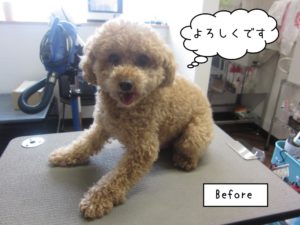 カット前トイプードル