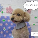 笑顔トイプードル