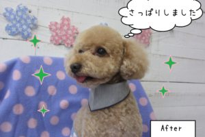 笑顔トイプードル