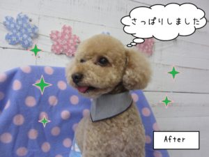 笑顔トイプードル