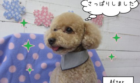 笑顔トイプードル