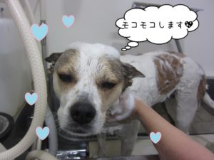 シャンプー中ミックス