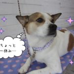 振り返るミックス