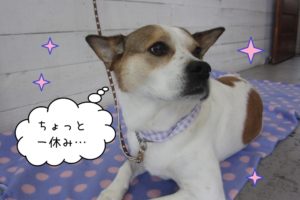 振り返るミックス