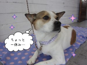 振り返るミックス