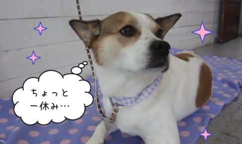 振り返るミックス