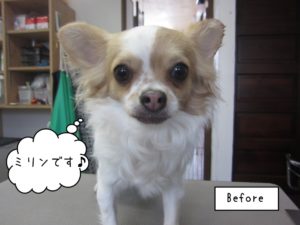 カット前チワワ