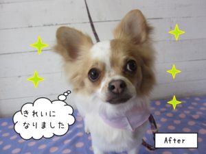 カット後チワワ