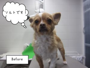 カット前チワワ