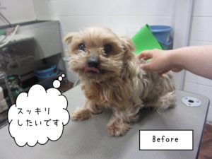 カット前ヨーキー