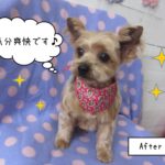 カット後ヨーキー