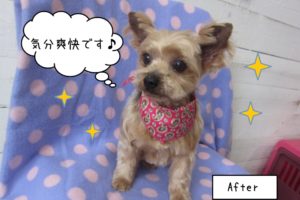 カット後ヨーキー