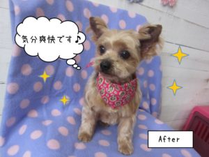 カット後ヨーキー