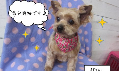 カット後ヨーキー