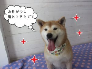 笑顔柴犬