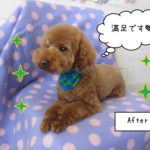 くつろぎ茶トイプードル
