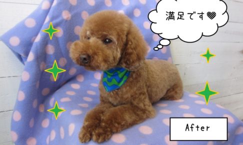 くつろぎ茶トイプードル