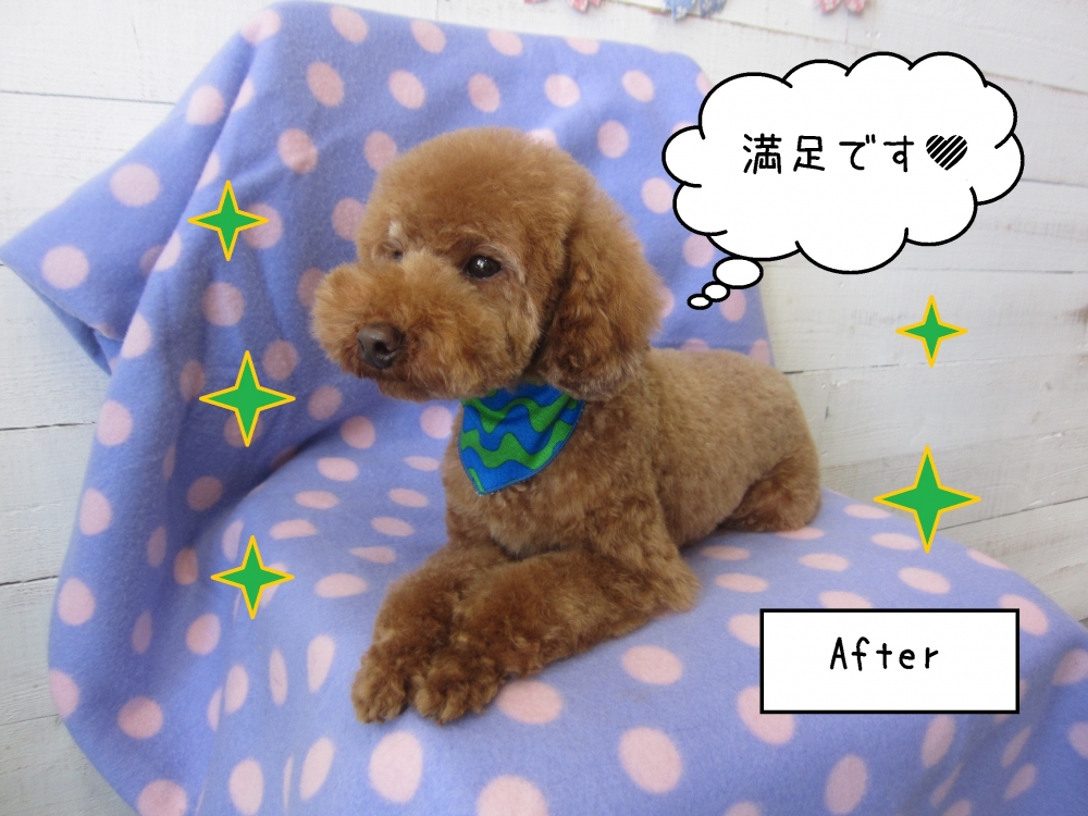 くつろぎ茶トイプードル