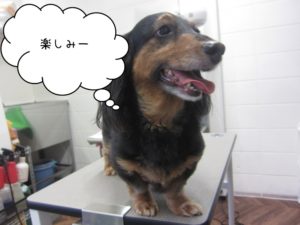 カット前ミニチュアダックス