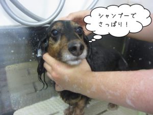 シャンプー中ミニチュアダックス