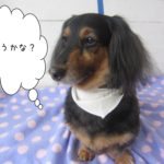 おすましミニチュアダックス