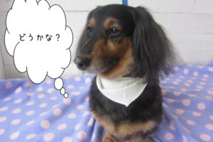 おすましミニチュアダックス