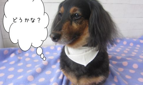 おすましミニチュアダックス