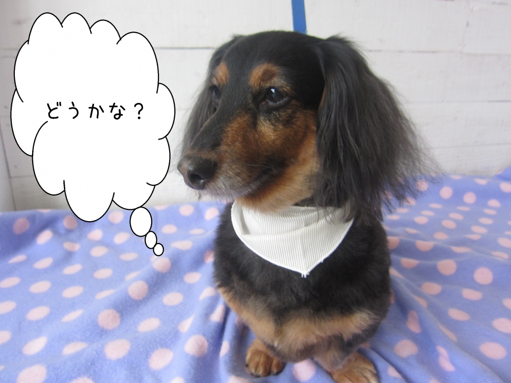 おすましミニチュアダックス