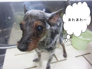シャンプー中ヨーキー