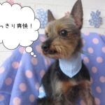 誇らしげヨーキー