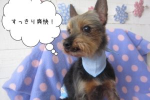 誇らしげヨーキー