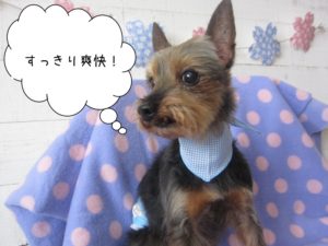 誇らしげヨーキー