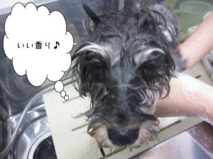シャンプー中Mシュナ