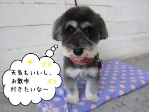 カット後Mシュナ