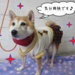 ソフトバンク豆柴